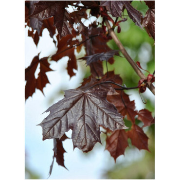 ACER platanoides CRIMSON KING