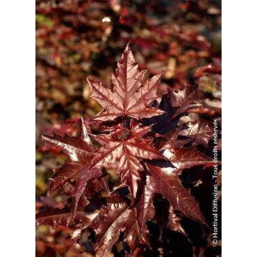 ACER platanoides CRIMSON SENTRY