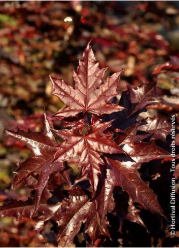 ACER platanoides CRIMSON SENTRY