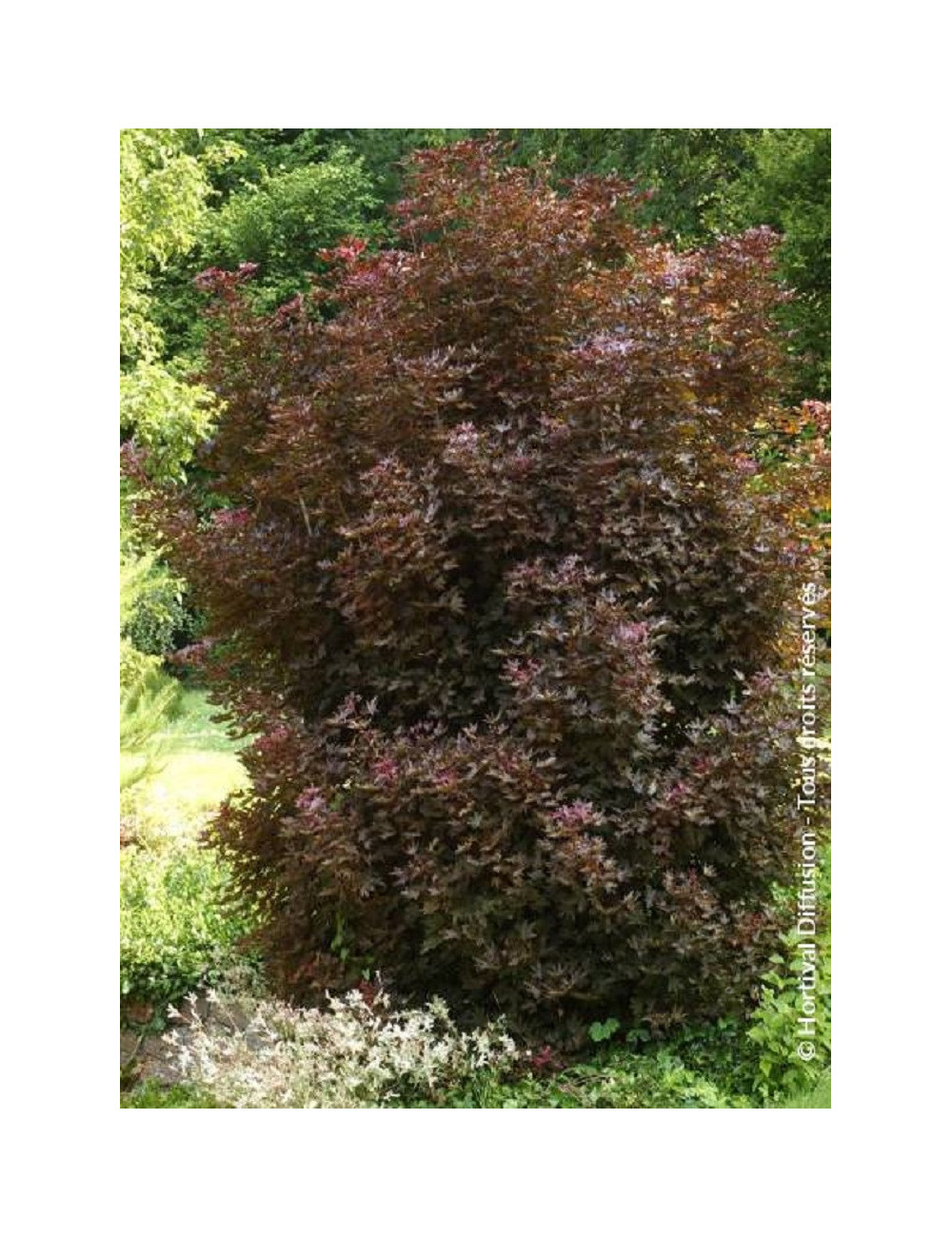 ACER platanoides CRIMSON SENTRY