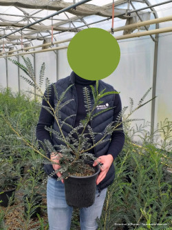 SOPHORA SUN KING En pot de 4-5 litres