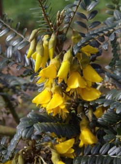 SOPHORA SUN KING