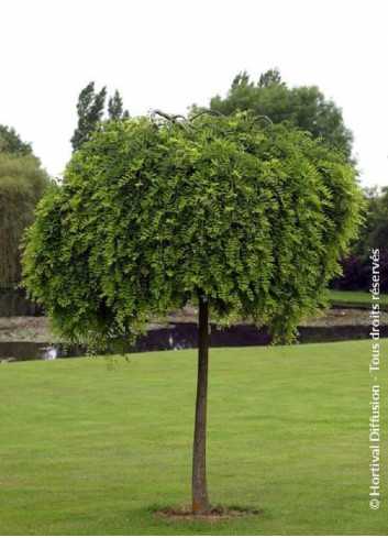 SOPHORA japonica PENDULA