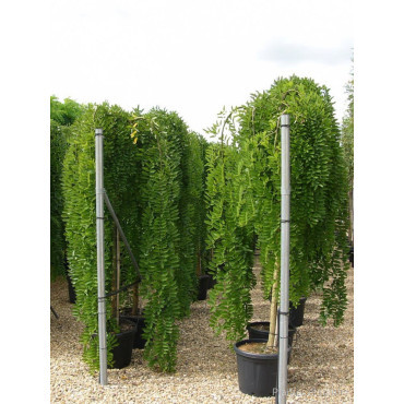 SOPHORA japonica PENDULA En pot de 35-50 litres forme tige hauteur du tronc 180-200 cm