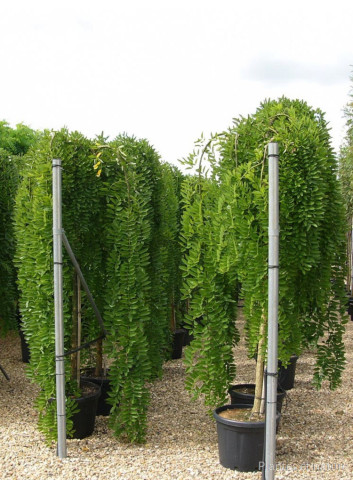 SOPHORA japonica PENDULA En pot de 35-50 litres forme tige hauteur du tronc 180-200 cm