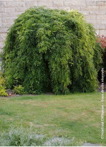 SOPHORA japonica PENDULA