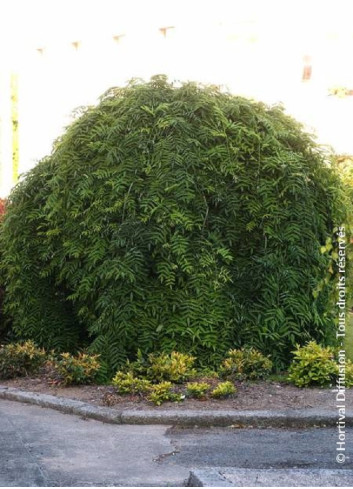 SOPHORA japonica PENDULA