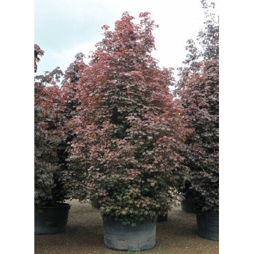 ACER platanoides CRIMSON SENTRY