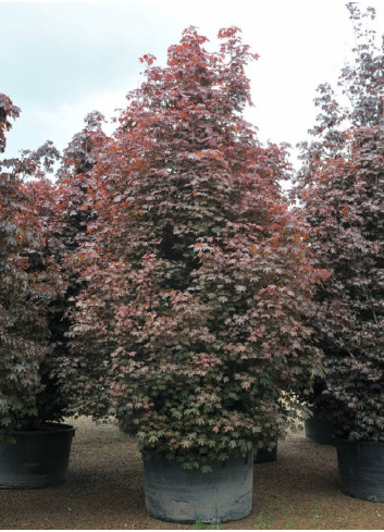 ACER platanoides CRIMSON SENTRY