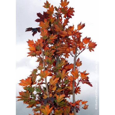 ACER platanoides CRIMSON SENTRY