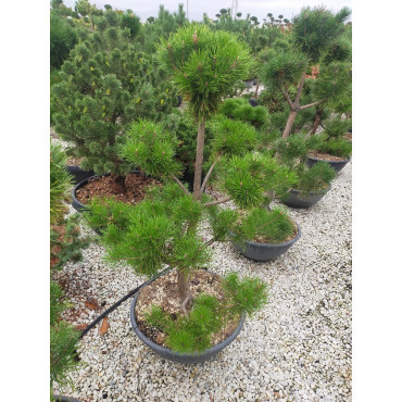 Topiaire (Plante taillée) - PINUS sylvestris (Pin sylvestre) En pot de 50-70 litres forme pompons hauteur 100-120 cm