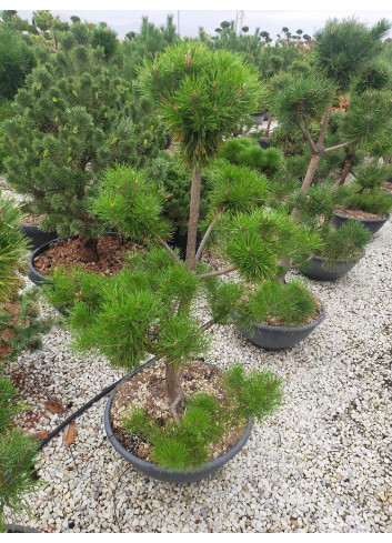 Topiaire (Plante taillée) - PINUS sylvestris (Pin sylvestre) En pot de 50-70 litres forme pompons hauteur 100-120 cm