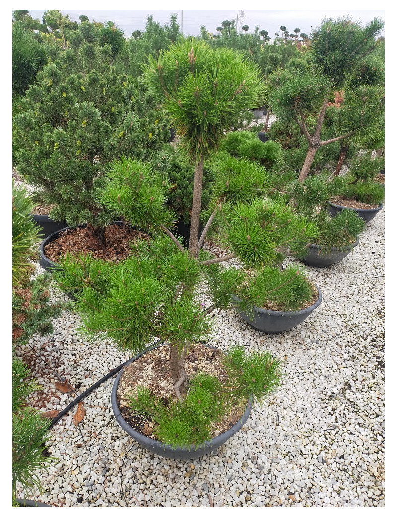 Topiaire (Plante taillée) - PINUS sylvestris (Pin sylvestre) En pot de 50-70 litres forme pompons hauteur 100-120 cm