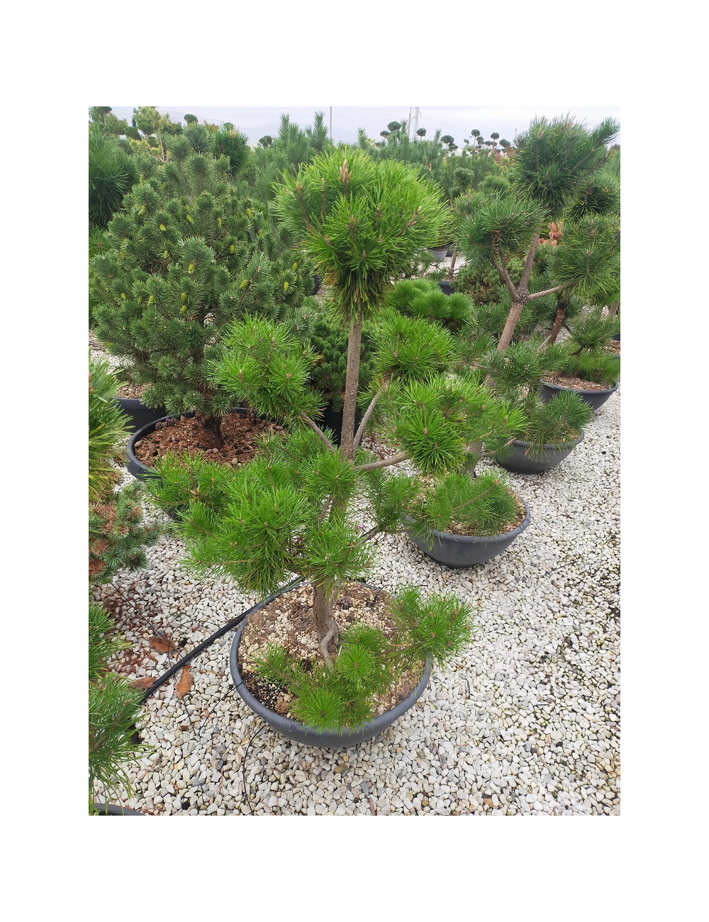 Topiaire (Plante taillée) - PINUS sylvestris (Pin sylvestre) En pot de 50-70 litres forme pompons hauteur 100-120 cm