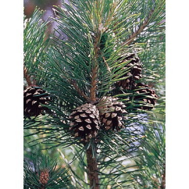 Topiaire (Plante taillée) - PINUS sylvestris (Pin sylvestre)