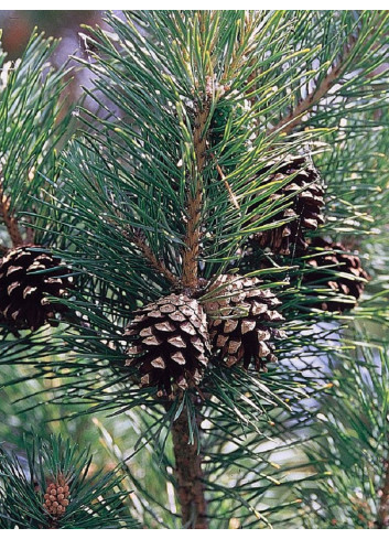 Topiaire (Plante taillée) - PINUS sylvestris (Pin sylvestre)