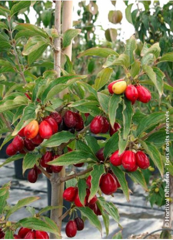 CORNUS mas