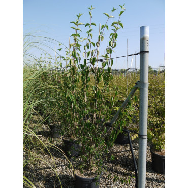 CORNUS mas En pot de 15-20 litres