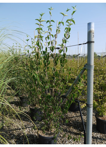 CORNUS mas En pot de 15-20 litres