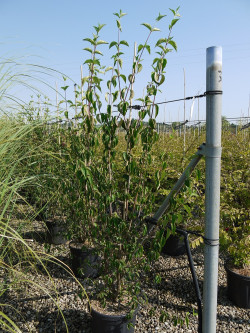 CORNUS mas En pot de 15-20 litres buisson hauteur 100-125 cm