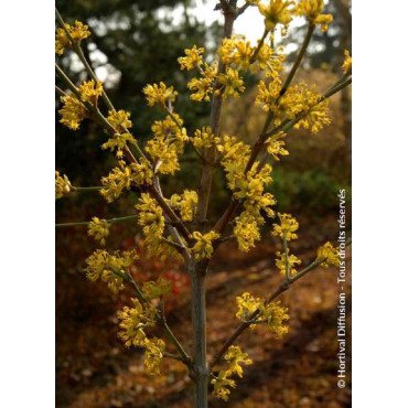 CORNUS mas