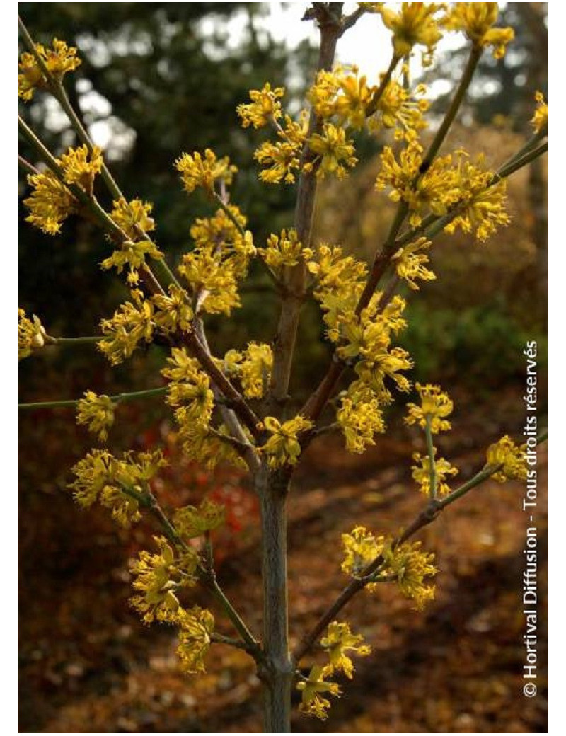 CORNUS mas