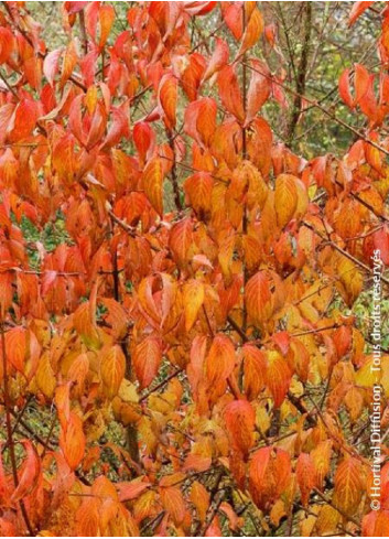 CORNUS mas