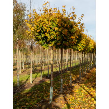 ACER platanoides GLOBOSUM