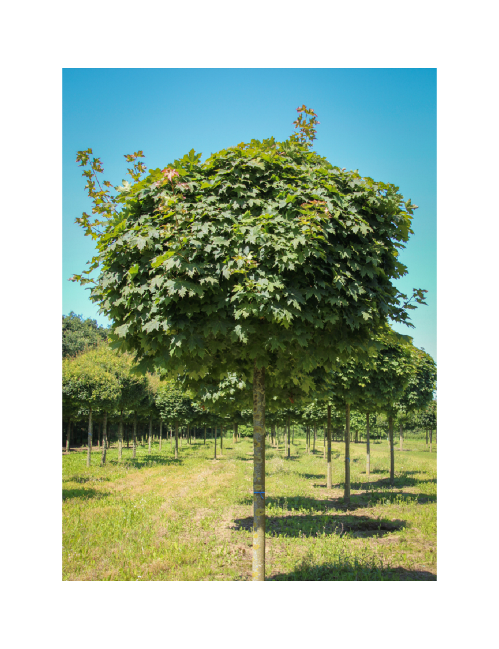 ACER platanoides GLOBOSUM