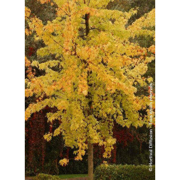 ACER saccharinum LACINIATUM WIERI