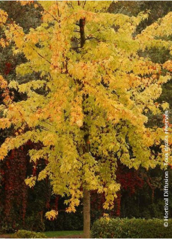 ACER saccharinum LACINIATUM WIERI