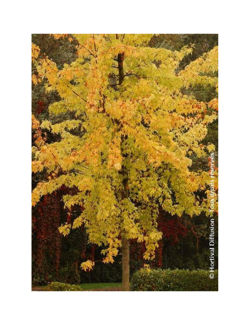 ACER saccharinum LACINIATUM WIERI