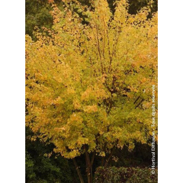 ACER saccharinum LACINIATUM WIERI