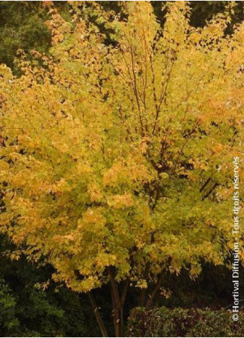 ACER saccharinum LACINIATUM WIERI