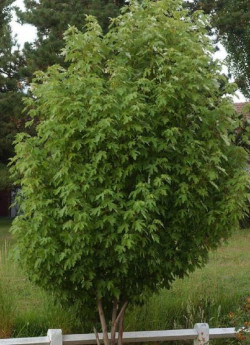 ACER saccharinum PYRAMIDALE
