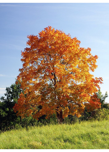 ACER platanoides