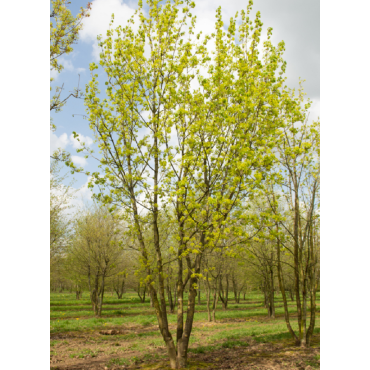 ACER platanoides