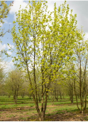 ACER platanoides