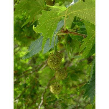 PLATANUS acerifolia