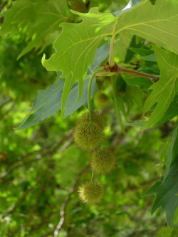 PLATANUS acerifolia