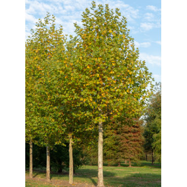 PLATANUS acerifolia