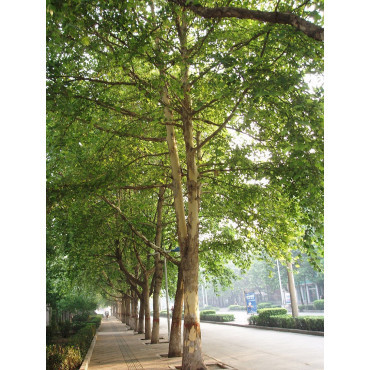 PLATANUS acerifolia