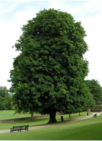 AESCULUS hippocastanum