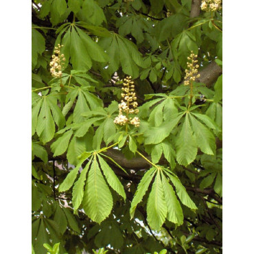 AESCULUS hippocastanum