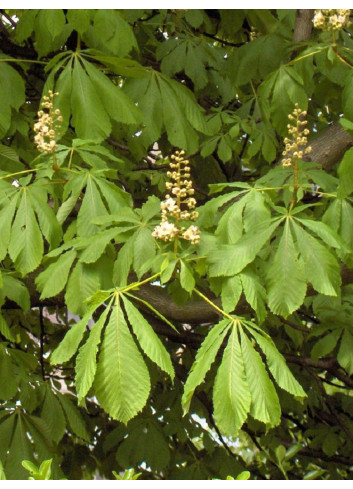 AESCULUS hippocastanum