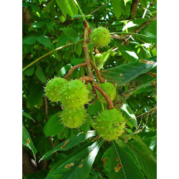 AESCULUS hippocastanum