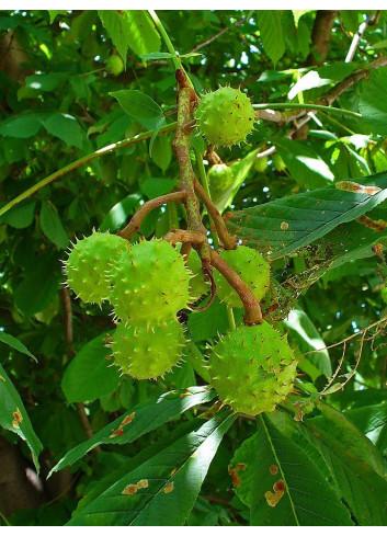 AESCULUS hippocastanum