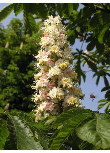 AESCULUS hippocastanum