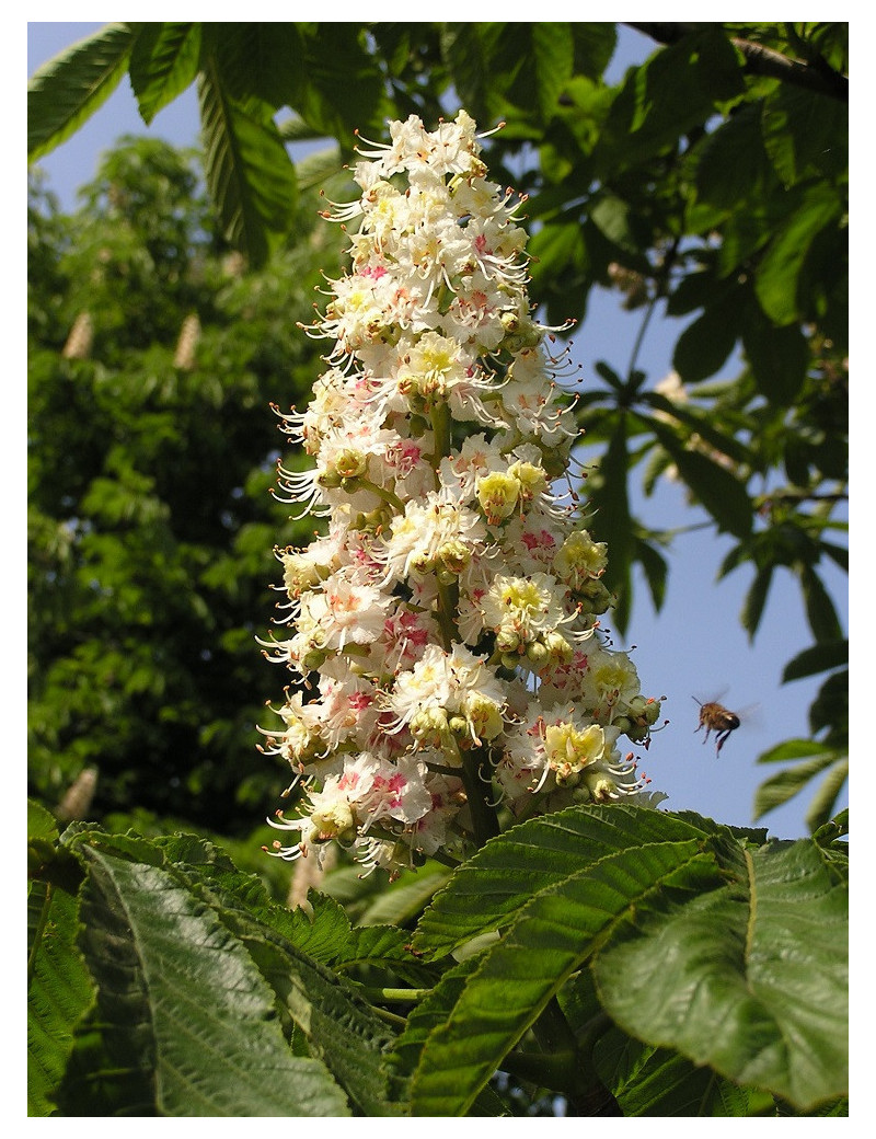 AESCULUS hippocastanum