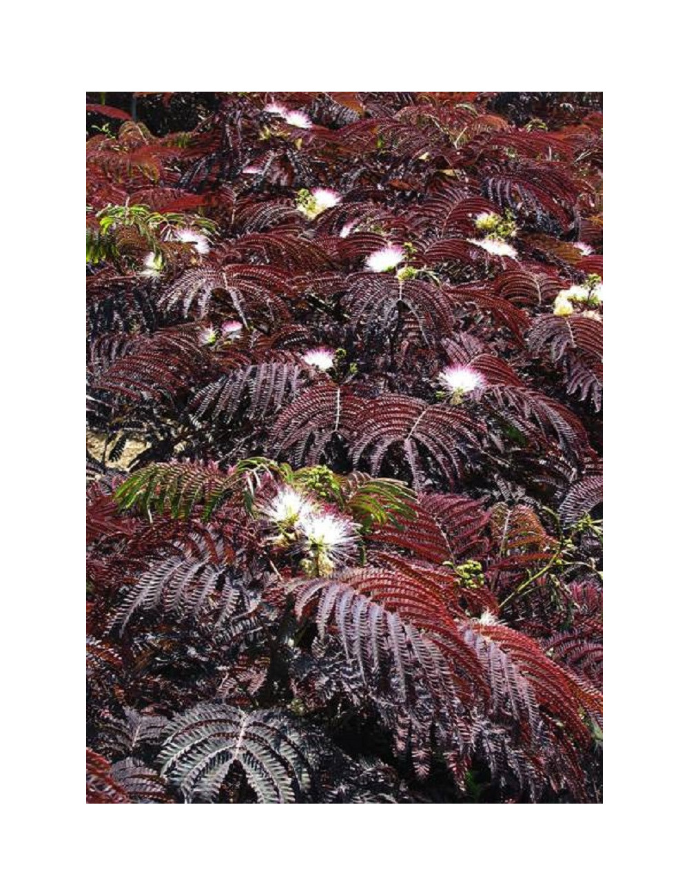 ALBIZIA julibrissin SUMMER CHOCOLATE